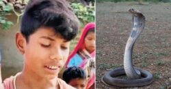 Venomous cobra dies after being bitten twice by eight-year-old boy