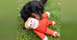 Nicola Sturgeon doll is one of the most popular toys for cats and dogs