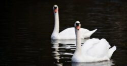 Rescuers kayak into pond to recover dead swans during bird flu outbreak