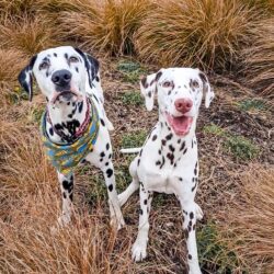 Deaf dog finds his bark thanks to hearing sister