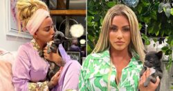 Katie Price ‘in bits’ as she ‘loses chihuahua on holiday’ after petition calling for her to be banned from owning pets