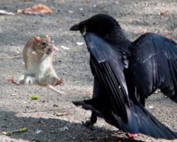 Kung fu rat pulls some impressive moves to get out of crow’s clutches