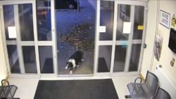 Dog hands herself into police station after going missing on walk