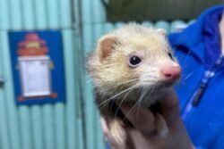 ‘Psychic’ ferret predicts how England will do in first World Cup match