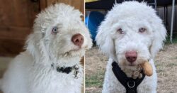 Deaf puppy learns sign language in just eight weeks