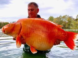 Angler reels in ‘giant goldfish’ weighing more than 30kg