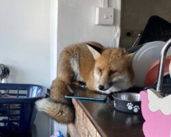 Fox trashes kitchen, takes a nap on counter and refuses to leave