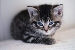 RSPCA ‘begging’ people not to dump their pets this winter