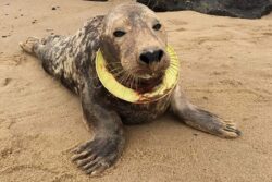 Flying rings banned from beaches by UK council to protect seals