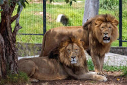 Five lions escape Australian zoo   