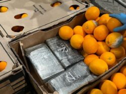 Four arrested after police seize 230kg of cocaine buried inside animal feed and oranges