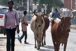 India man jailed for letting cows roam streets