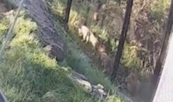 Australian zoo releases clip after five lions escape enclosure in ‘code one’ lockdown