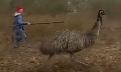 ‘The emus are loose!’: Police hunt six rogue birds roaming streets after farm escape