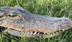 Look what the cat dragged in… Owner shocked as moggy brings alligator head home