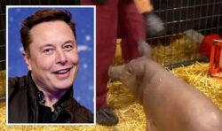Elon Musk’s Neuralink accused of killing 1,500 animals in 4 years with ‘avoidable errors’