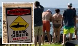 Shark attack: Snorkellers fight off ambush but wife goes missing off Hawaii coast