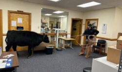 Cow smashes through Virginia physician’s office after trailer escape