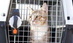 Qatari cat named Dave sent back to UK after being adopted as a mascot by England players