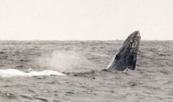 Moon the humpback whale makes it back home but is likely to die from broken back