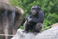 Horror as four chimps shot dead after five animals escape from Swedish zoo enclosure