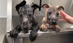 Incredible transformation of tiny puppies abandoned in box in woods