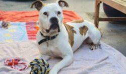 Shelter’s longest-staying dog faces Christmas alone due to bull breed stigma