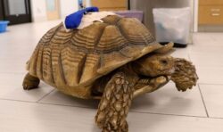 Man avoids prison after trespassing into preschool and stabbing tortoise with wooden post