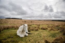 Landowners’ legal challenge is ‘attack’ on Dartmoor wild camping, court told