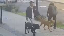 CCTV released after dog attack left girl, 11, in hospital with broken bones