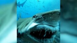 Terrifying moment shark swims past scuba diver and bares its teeth