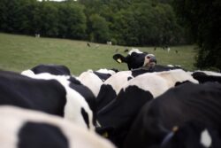 Moo-ve over: Cows wander from Yorkshire farm to M62 before being herded back