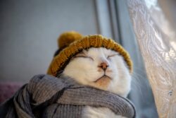 Worried about your four-legged friend? Try these expert tips on keeping pets warm in cold weather