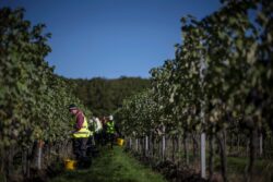 Brexit end of free movement causing labour shortage ‘shock’ but not wage growth, government advisors warn