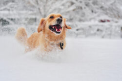 Is it safe to walk your dog in the snow?