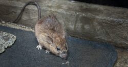 NYC Mayor Eric Adams hiring rodent czar to fight ‘relentless rat population’