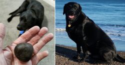 Labrador saved after swallowing a stone the size of a lime