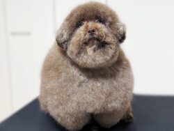 Completely round poodle dubbed ‘world’s cutest dog’ for spherical haircut