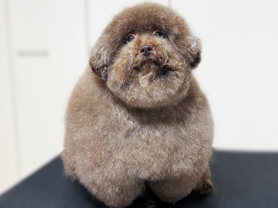 Completely round poodle dubbed \'world\'s cutest dog\' for spherical ...