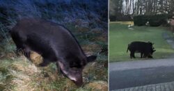 Pack of feral pigs on the loose scare residents in the dark