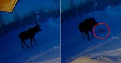 Moment moose sheds antlers is captured by doorbell camera