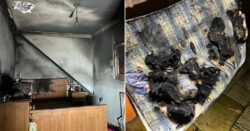 Bedroom engulfed in flames after ‘dog accidentally switched hairdryer on’