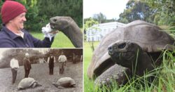 Jonathan the Giant Tortoise takes it slow on 190th birthday