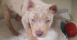 Rise in cruel ‘ear-cropping’: Puppy found with cropped ears after suffering illegal procedure