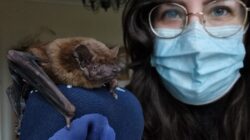 ‘I save endangered bats – now one of them has become a star’