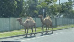 Three camels escape nativity scene after outsmarting not-so-wise men