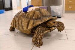 Michelangelo the 70-year-old tortoise stabbed in the shell with wooden shards