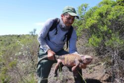 Incredibly rare and critically endangered pink iguana hatchlings discovered