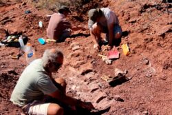 Remains of the largest dinosaur to walk the earth is coming to London next year