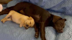 Anxious dog gets her very own emotional support puppy